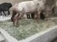 Ovan, Edilbay sheep — fotografija 7
