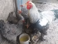 Brahma — foto 1