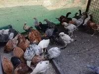 Chickens — zdjęcie 6