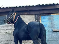 Kobila, Friesian — fotografija 5