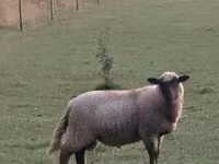 Schafe (Partie, Geschlecht nicht angegeben), White Suffolk sheep — Foto 3
