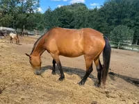 Toychoq, Nonius horse — 1-rasm