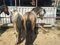 Égua, Cavalos — foto 4