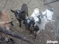 Goats (batch, sex not specified), Goats — photo 1