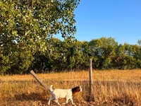 Echki, Boer goat — 8-rasm