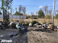 كريستد — الصورة 3