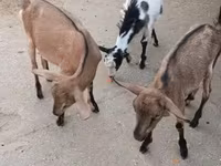 बकरियाँ (लॉट, लिंग निर्दिष्ट नहीं), बकरियाँ — फ़ोटो 3