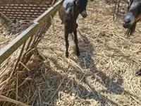 बकरी, Nubian Goat — फ़ोटो 3