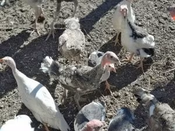 Turkeys