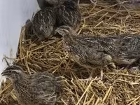 Quails — Foto 4