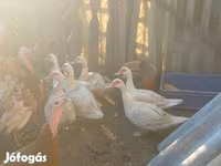Ducks — 照片 2