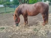 Égua, Hungarian horse breed — foto 3