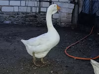 Geese — fotografija 1