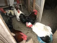 Chickens — Foto 1