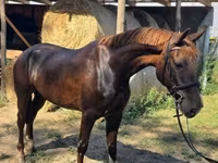 Kobila, Hungarian horse breed — fotografija 8