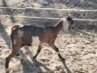 Chèvre, Nubian Goat — photo 3