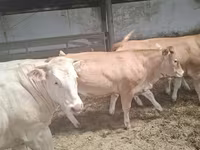 Krava, Blonde d’Aquitane cattle — fotografija 6