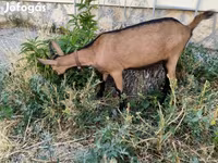 बकरी, Alpine goat — फ़ोटो 3