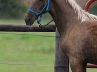 Pastuv, Black Sea breed — fotografija 4