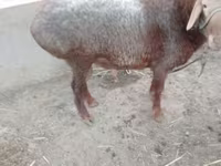 Baran, Owce — zdjęcie 3
