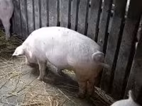 Boar, Крупная белая — photo 4