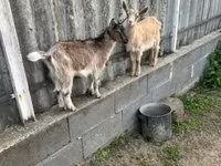 Koza, Alpine goat — fotografija 4