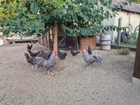 Chickens — zdjęcie 5