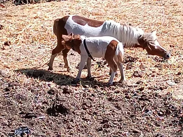 Stute, Australian Pony