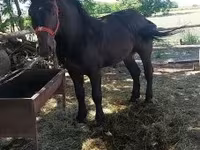 Horse (M), Horses — photo 2