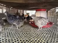 Quails — zdjęcie 3