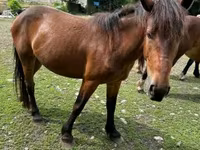 घोड़ी, Međimurje horse — फ़ोटो 6