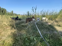 बकरी, Czech Brown Shorthaired goats — फ़ोटो 2