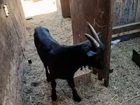 Ziegenbock, Alpine goat — Foto 3