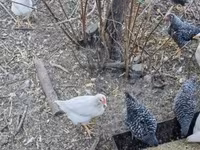Chickens — 照片 3
