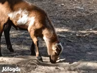 公羊, Cameroon sheep — 照片 2