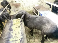 Qoç, Hissar sheep — foto 4