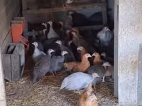 Guinea fowl — الصورة 2