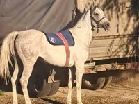 Koń, Arabian horse — zdjęcie 2