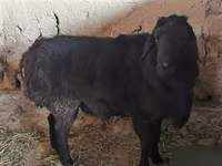 Qoʻchqor, Hissar sheep — 6-rasm