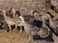 Turkeys — zdjęcie 1