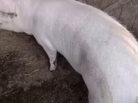 Schweine (Partie, Geschlecht nicht angegeben), Крупная белая — Foto 3