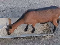 Chèvre, Alpine goat — photo 3