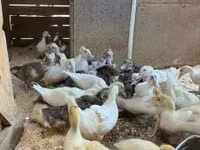 Ducks — foto 1