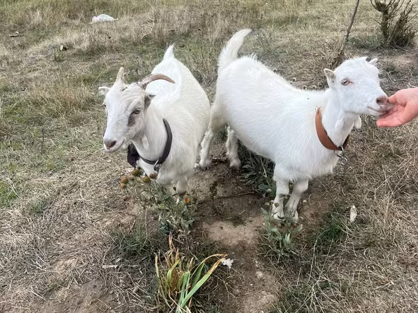 Echki, Echkilar