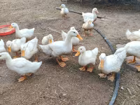Američki pekin — fotografija 2