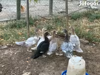 Ducks — 照片 7