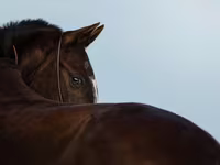 Kobila, Akhal-Teke — fotografija 1