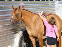 Kobila, Quarter Horse — fotografija 6