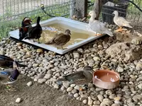 Ducks — fotografija 3