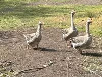 Geese — Foto 1